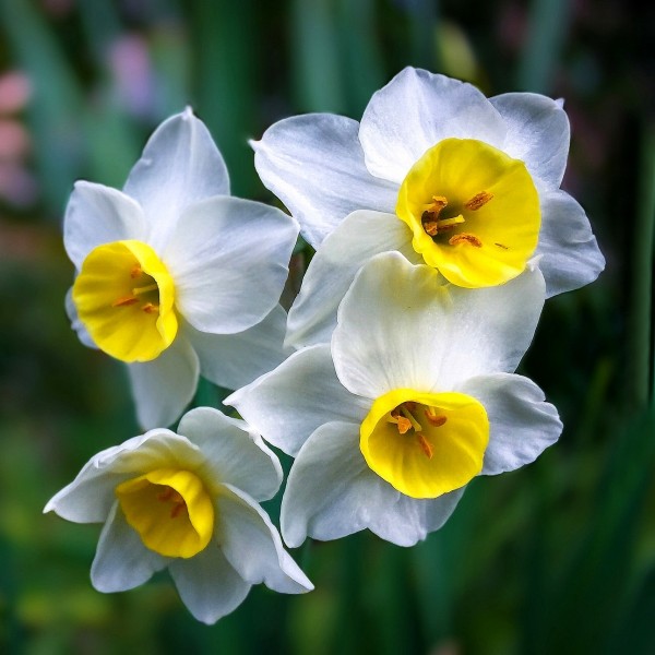 White daffodils - Fehér nárcisz - Megaport Media