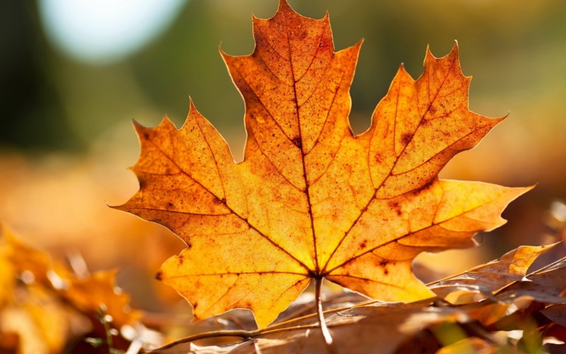 Autumn Leaf Őszi Falevél Megaport Media Képek Videók Animációk