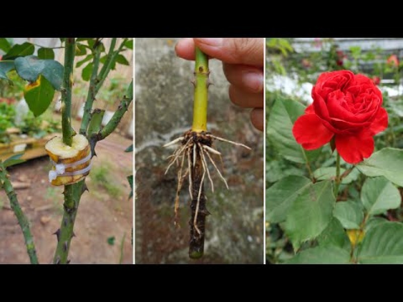 How to use bananas to propagate roses, you will never throw away ...